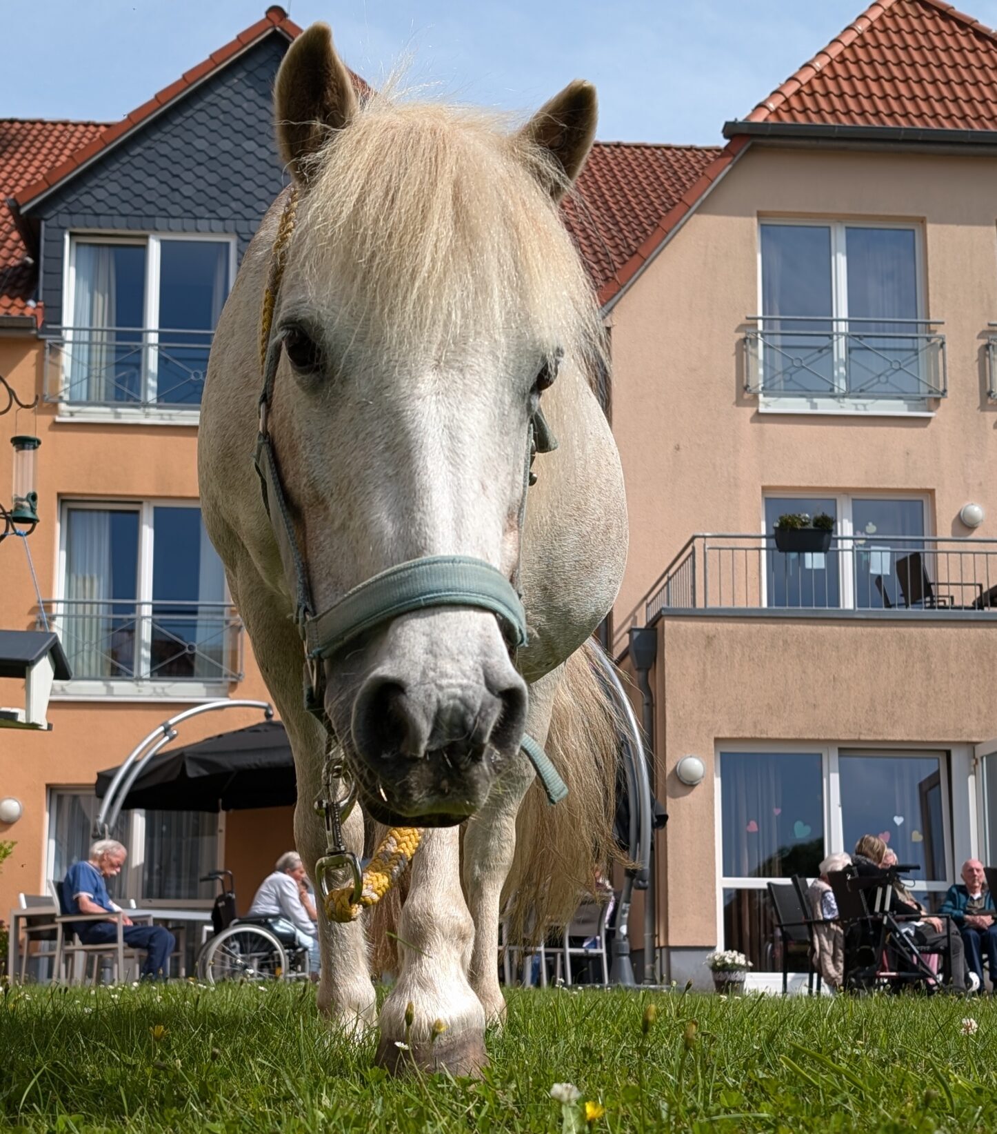 Besuch von Nadjas Streichelzoo