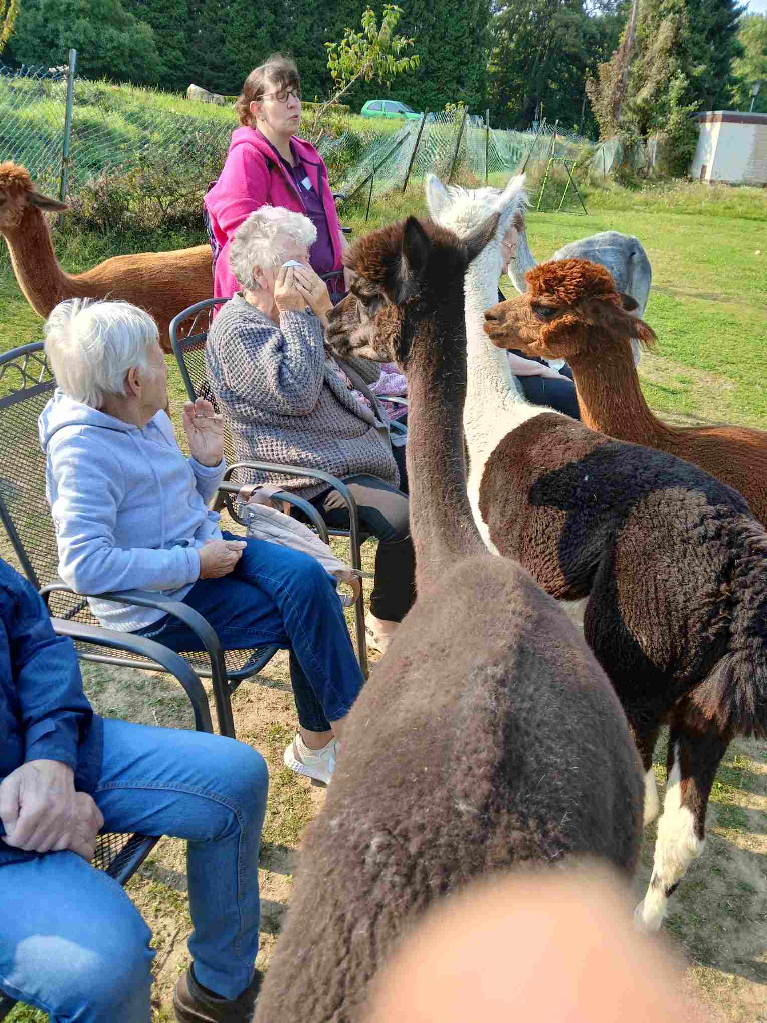 Alpakaausflug Wohnanlagen "An der Zitadelle"